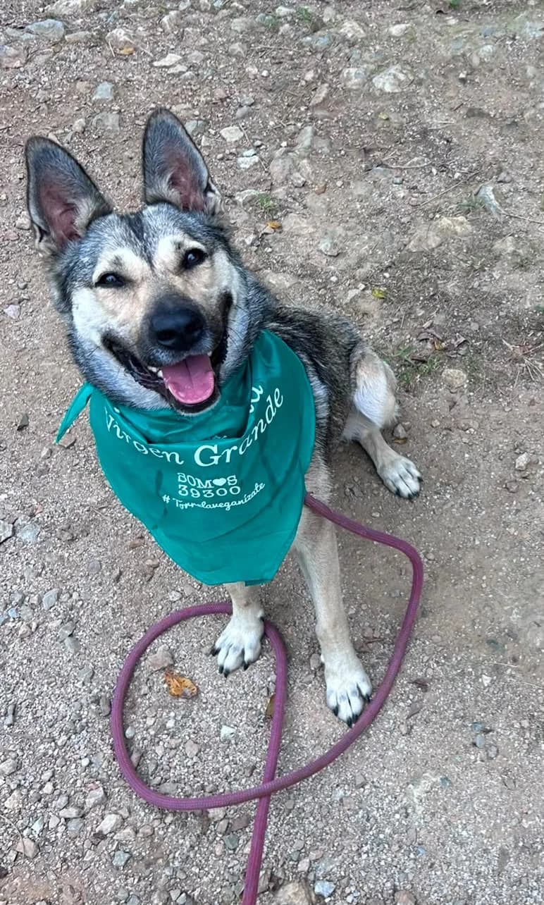 Skye, female mixed breed for adoption at Refugio Canino Torres
