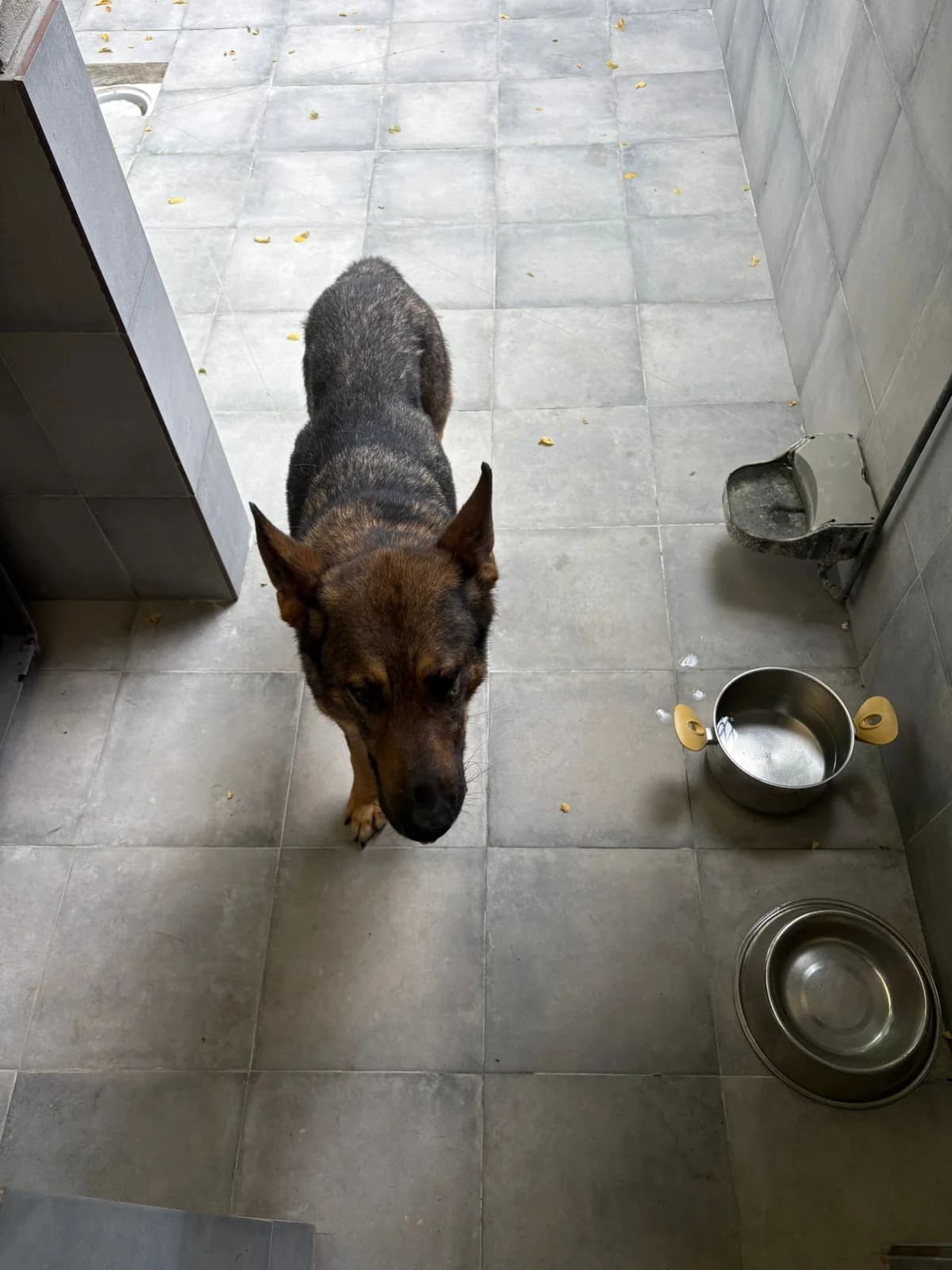 Shushi, female mixed breed for adoption at Refugio Canino Torres