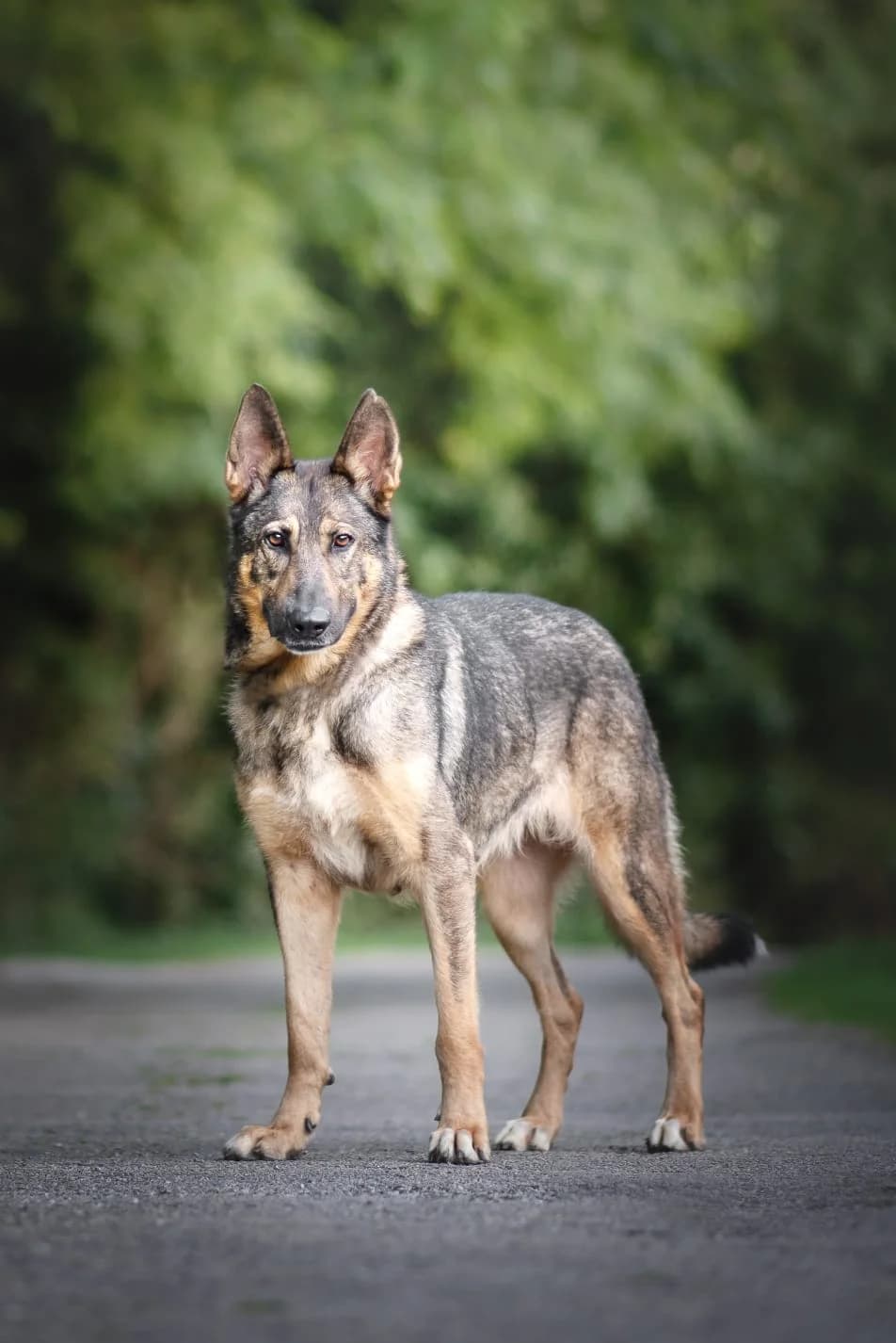 Shushi, female mixed breed for adoption at Refugio Canino Torres