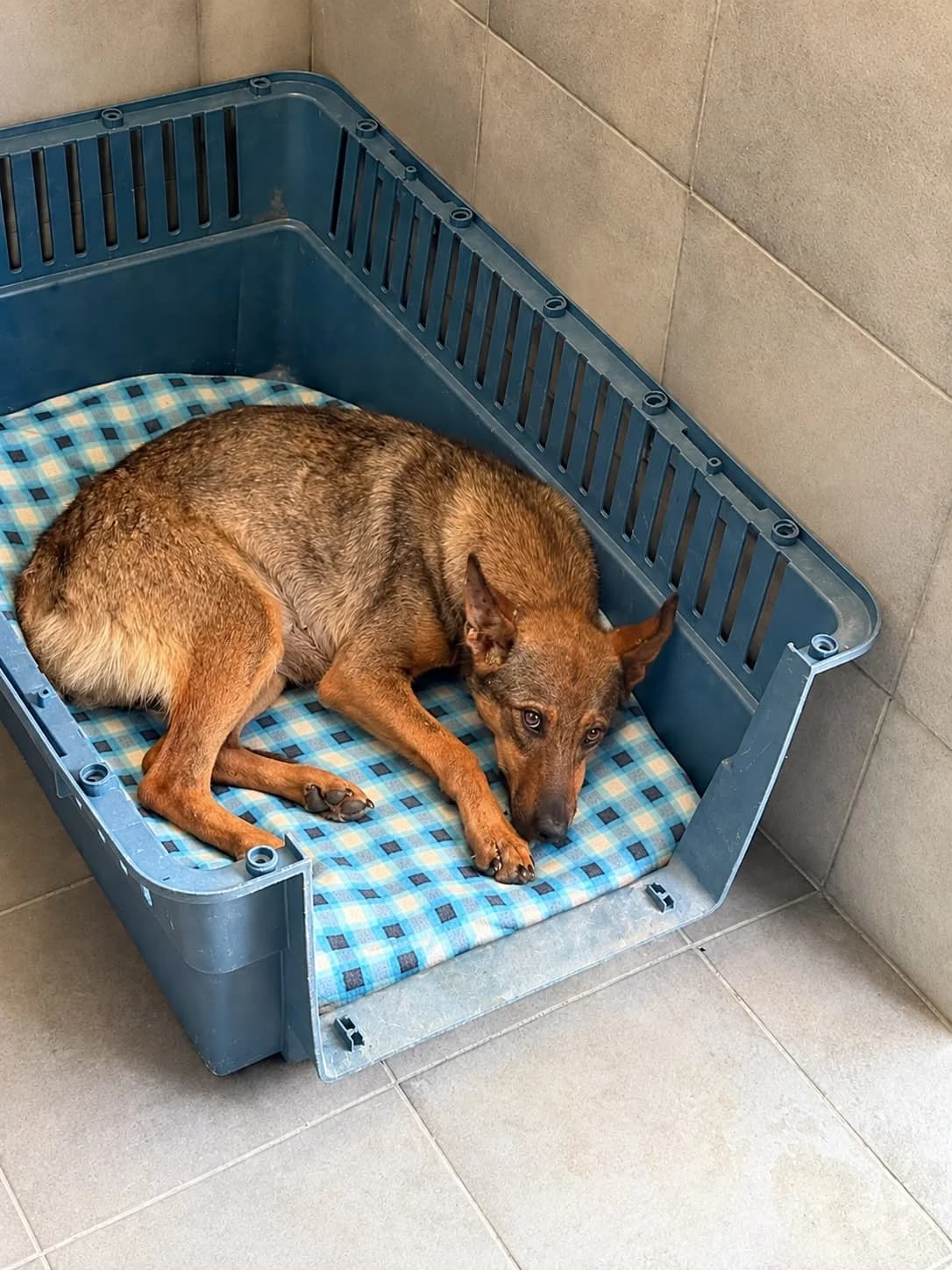 lobita, female Mixed Breed for adoption at Refugio Canino Torres