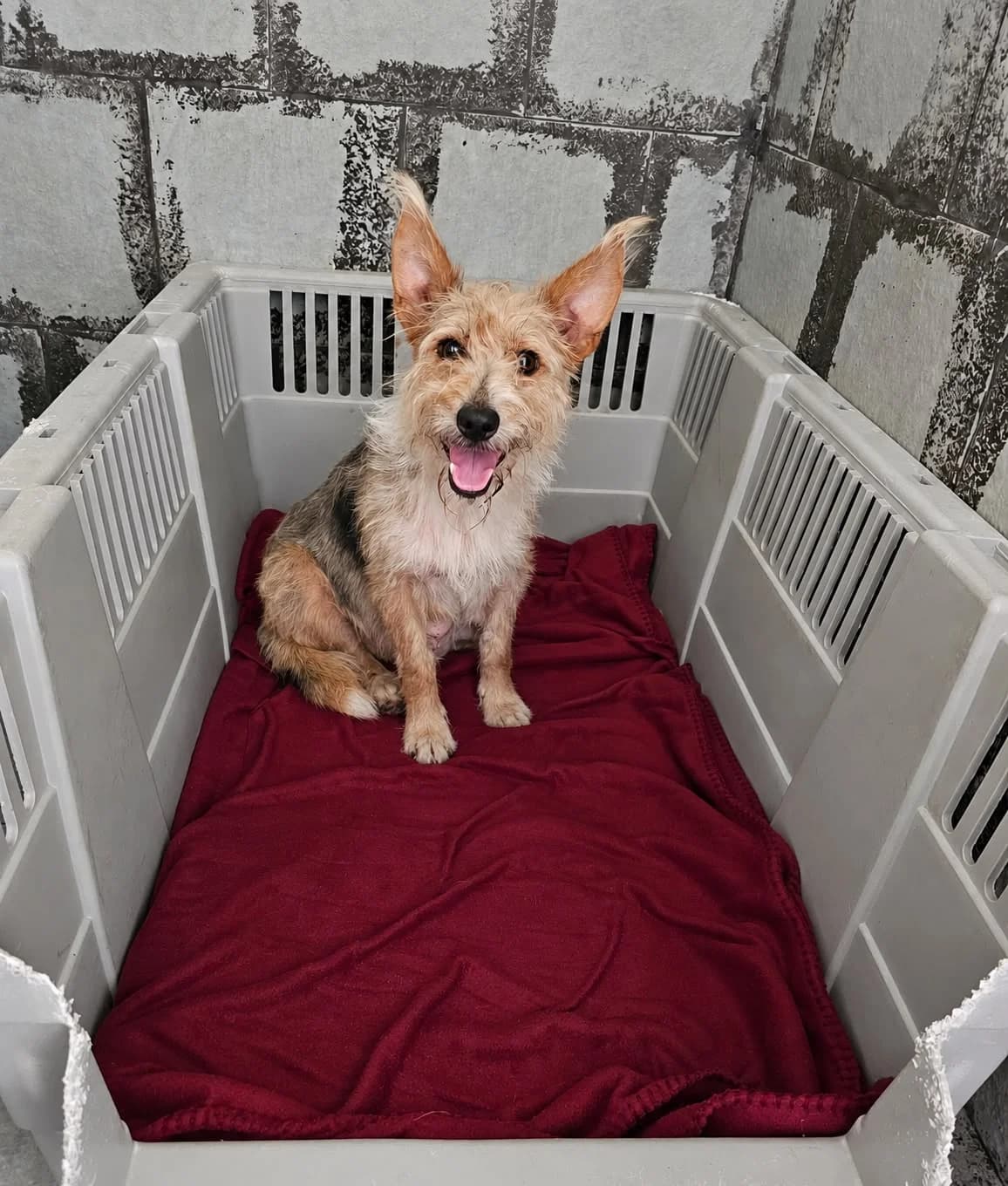 Eclipse, female Mixed Breed for adoption at Refugio Canino Torres