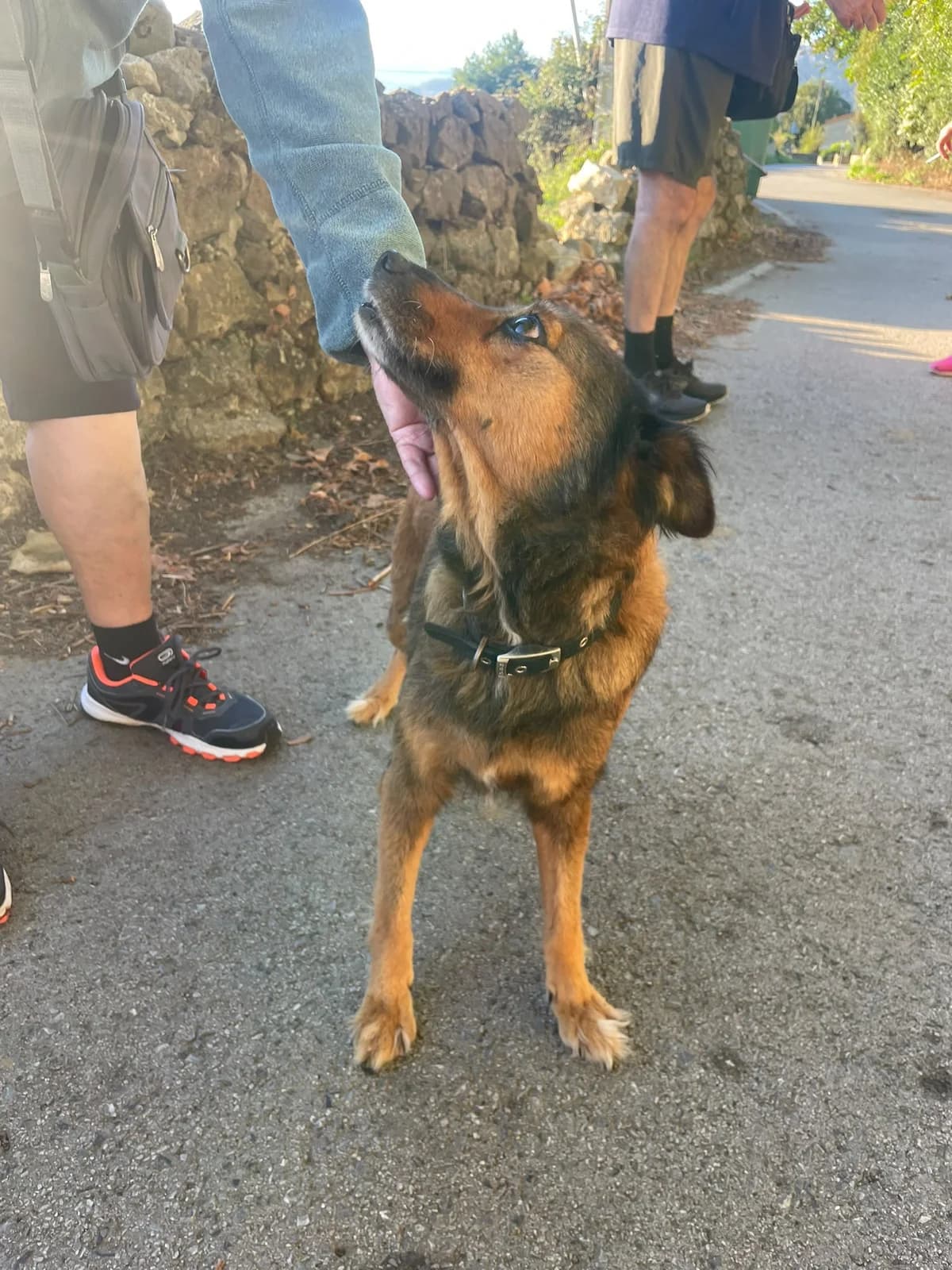 Tea, female Mixed Breed for adoption at Refugio Canino Torres