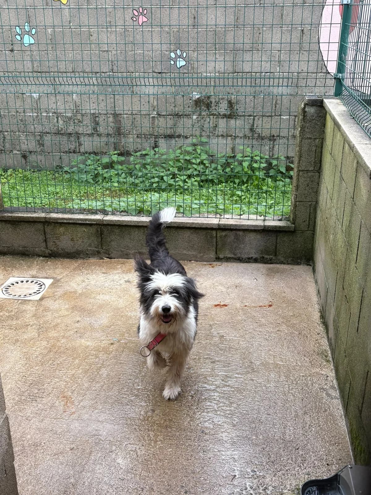 Fly, female 7yo Mixed Breed for adoption at Refugio Canino Torres