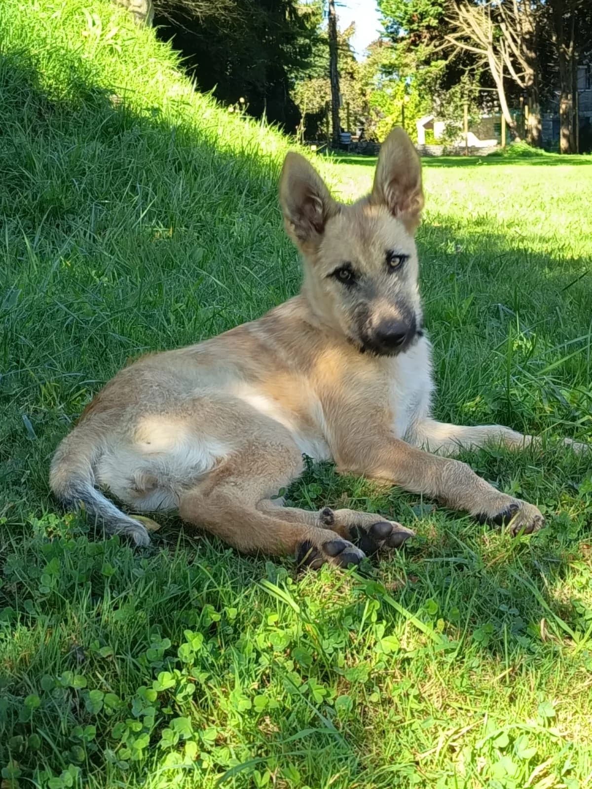 Deva, female Mixed Breed for adoption at Refugio Canino Torres