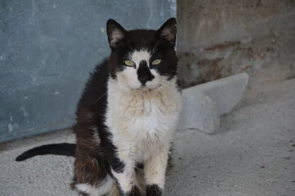 BEN, male mixed breed for adoption at Refuxio Galicia