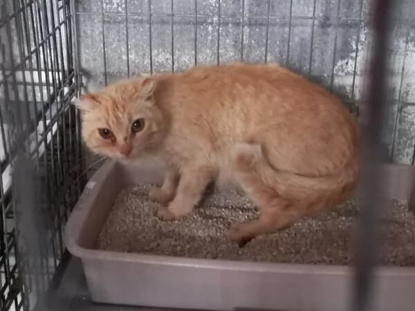 ASTRID, female Mixed Breed for adoption at Refuxio Galicia