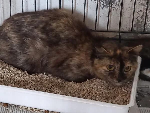 CALISTEA, female mixed breed for adoption at Refuxio Galicia