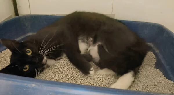 TUNDRA, female mixed breed for adoption at Refuxio Galicia