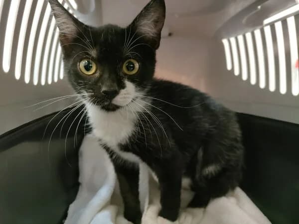 ESFERA, female Mixed Breed for adoption at Refuxio Galicia