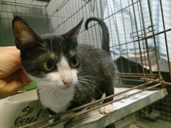 ΓTER, male Mixed Breed for adoption at Refuxio Galicia