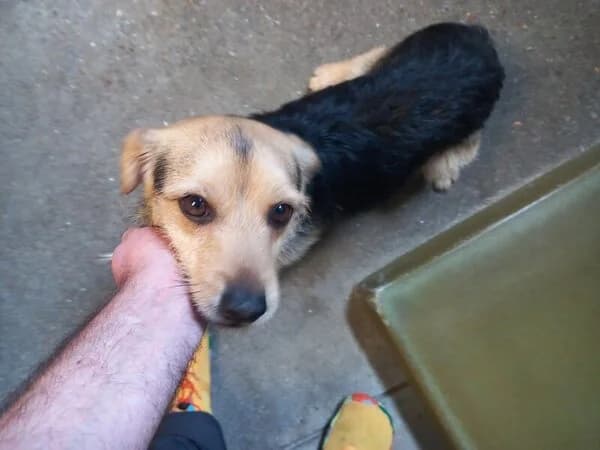 PIPO, male mixed breed for adoption at Refuxio Galicia