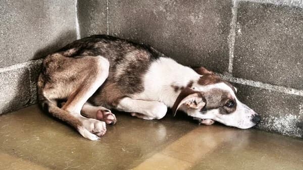 LÁNCARA, female mixed breed for adoption at Refuxio Galicia