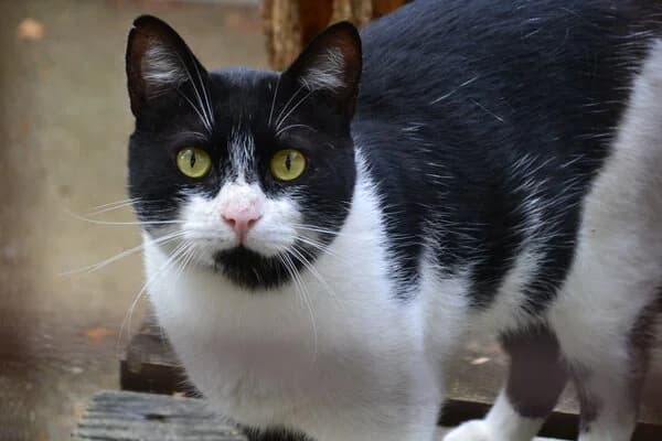 23-26 Lyco, male mixed breed for adoption at Refuxio Galicia