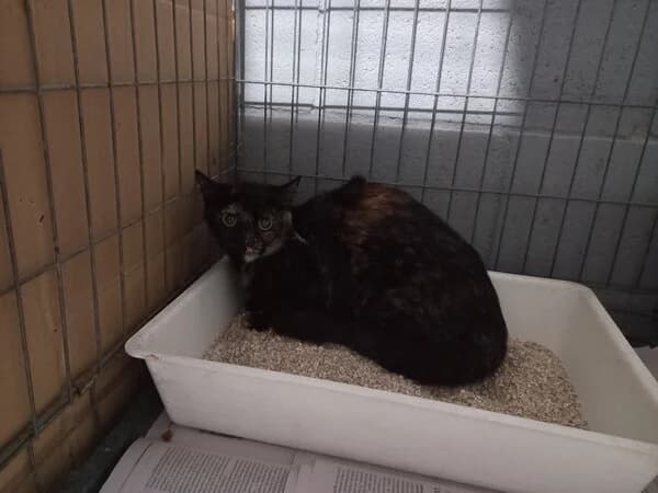 MOSTAZA, female mixed breed for adoption at Refuxio Galicia