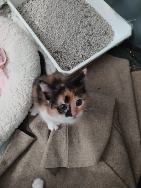 ESCARLATA, female Mixed Breed for adoption at Refuxio Galicia