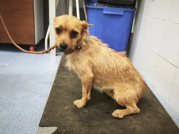 RUKA, female mixed breed for adoption at Refuxio Galicia