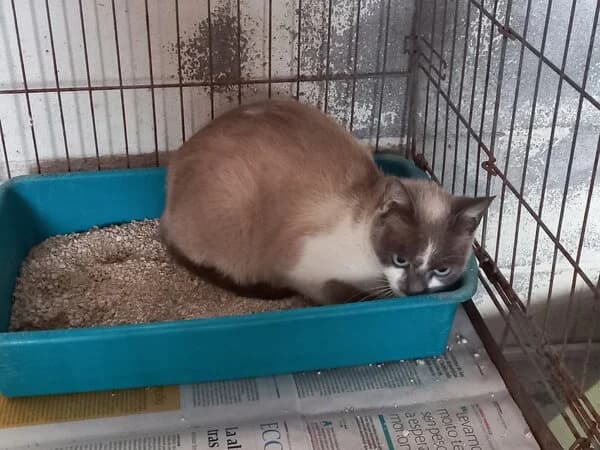 ROSANNA, female mixed breed for adoption at Refuxio Galicia