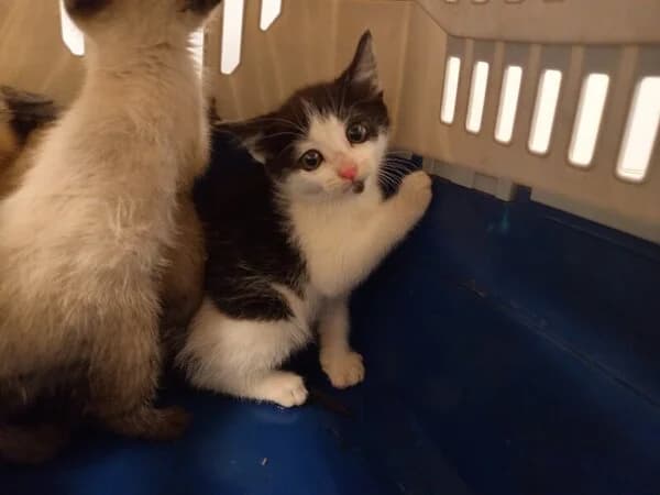 265-26 Chimichurri, European Shorthair for adoption at Refuxio Galicia