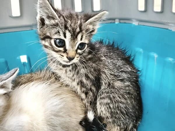 314-26 Chili, female European Shorthair for adoption at Refuxio Galicia