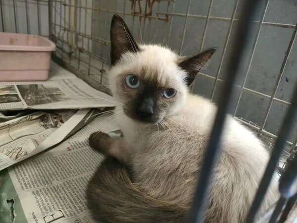 Cicatriz, male Mixed Breed for adoption at Refuxio Galicia