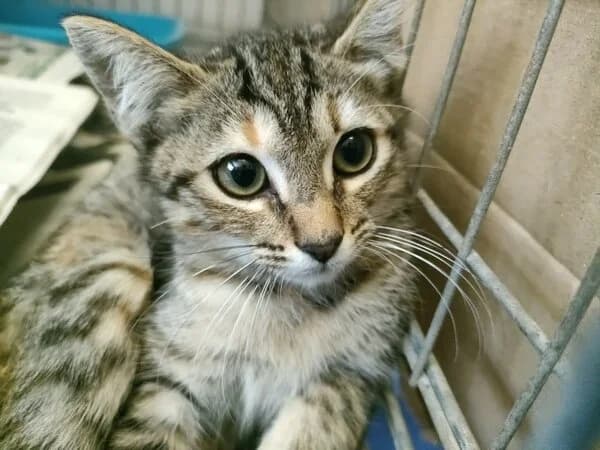 Carcacía, female Mixed Breed for adoption at Refuxio Galicia