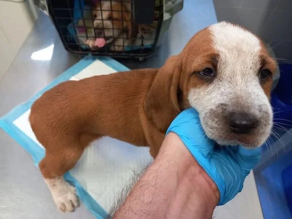 Bimba, female mixed breed for adoption at Refuxio Galicia