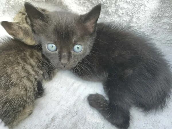 Dólar, male European Shorthair for adoption at Refuxio Galicia