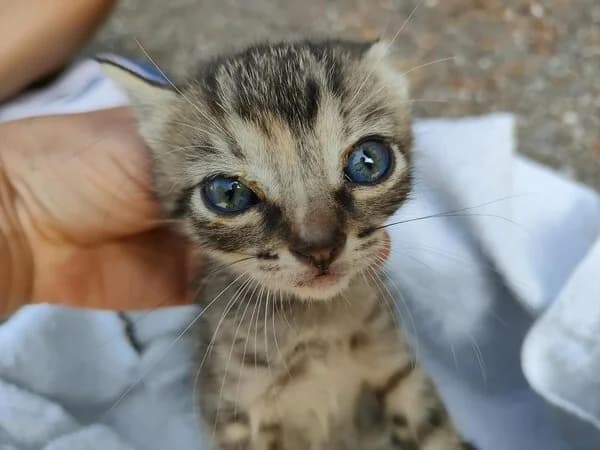 Libra, female European Shorthair for adoption at Refuxio Galicia