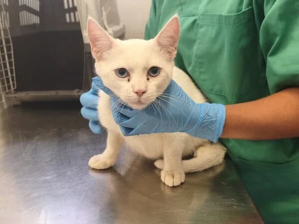 Olaf, male European Shorthair for adoption at Refuxio Galicia
