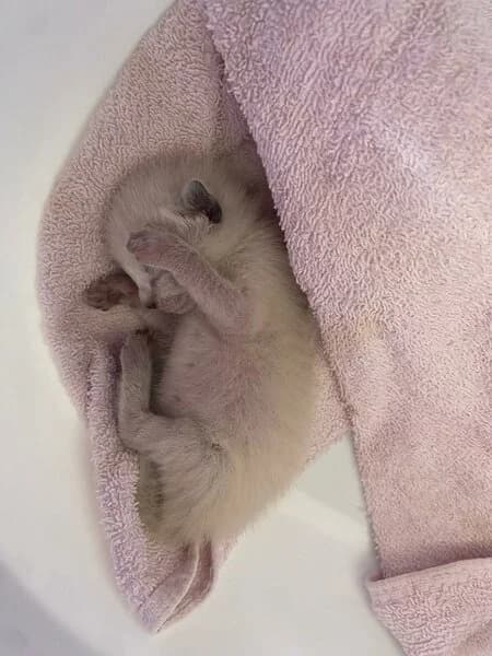 Solete, male mixed breed for adoption at Refuxio Galicia