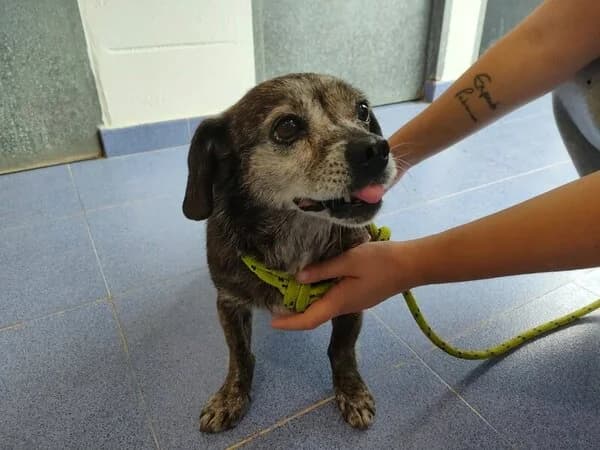 Seño, female mixed breed for adoption at Refuxio Galicia