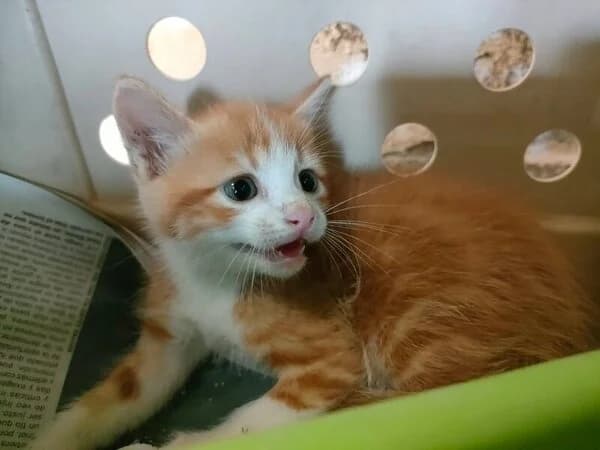 Pericles, male mixed breed for adoption at Refuxio Galicia