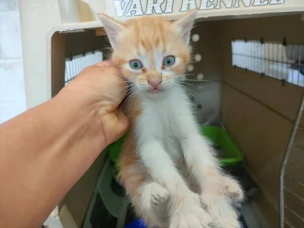 Hobbes, male mixed breed for adoption at Refuxio Galicia