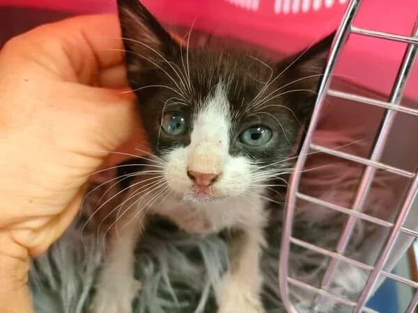 PANTUFLO, male mixed breed for adoption at Refuxio Galicia