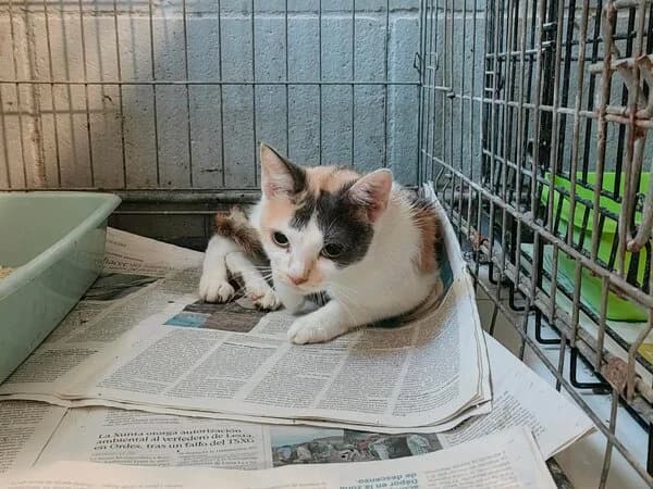 TOPEKA, female Mixed Breed for adoption at Refuxio Galicia