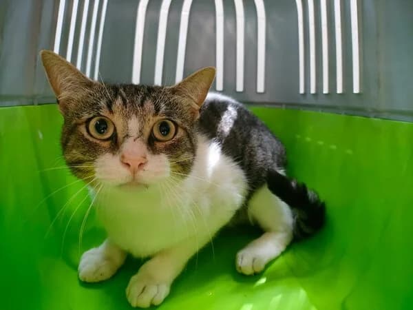 CATZILLA, male mixed breed for adoption at Refuxio Galicia