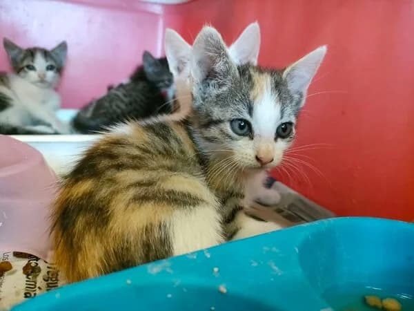 Berenguela, female mixed breed for adoption at Refuxio Galicia
