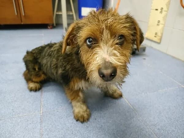 52-26 Pochila, female mixed breed for adoption at Refuxio Galicia