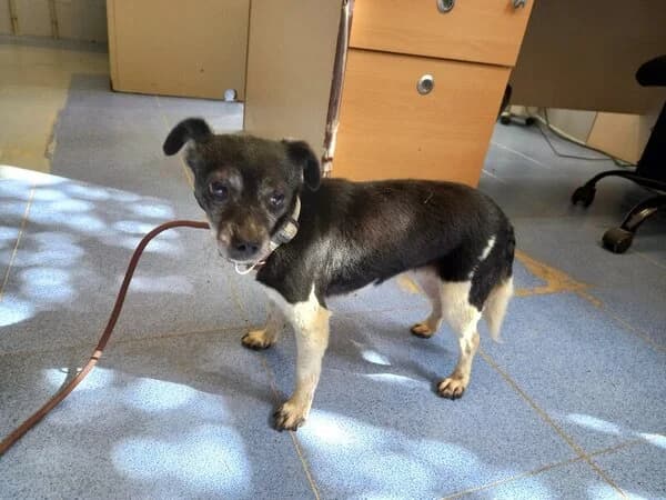 Rufa, female mixed breed for adoption at Refuxio Galicia