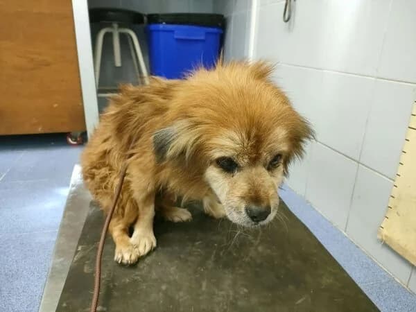 Pirulín, male Mixed Breed for adoption at Refuxio Galicia