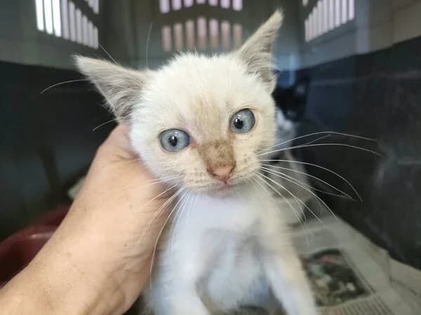 Copichuelo, male mixed breed for adoption at Refuxio Galicia