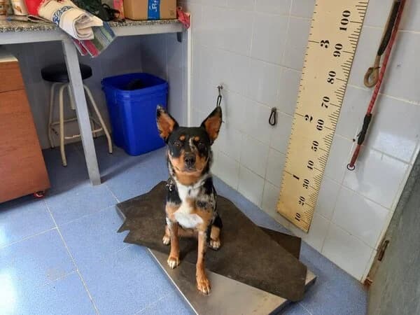 Cora (Morena), female mixed breed for adoption at Refuxio Galicia
