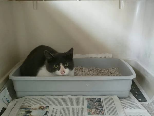 Winsi, male mixed breed for adoption at Refuxio Galicia