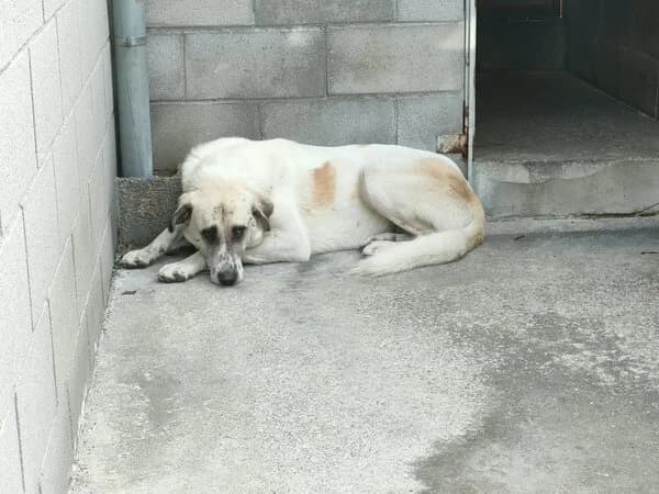 Panchito, male mixed breed for adoption at Refuxio Galicia