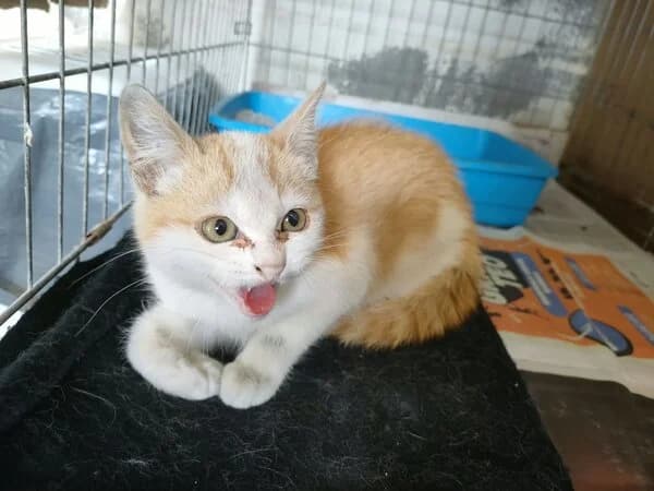 Troncho, male mixed breed for adoption at Refuxio Galicia