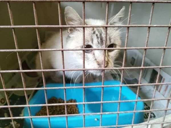 White, male mixed breed for adoption at Refuxio Galicia
