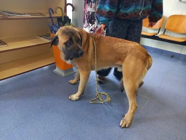 55-26 Archo, male mixed breed for adoption at Refuxio Galicia