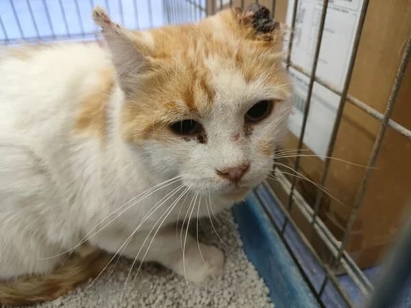 Fusky, male mixed breed for adoption at Refuxio Galicia