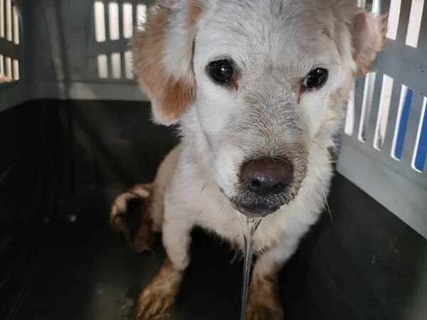 Umia, female mixed breed for adoption at Refuxio Galicia