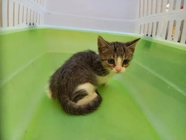Abou, male mixed breed for adoption at Refuxio Galicia